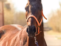 Stute, Thoroughbred horse — Foto 1