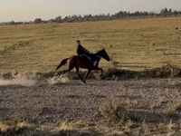 Yegua, French Trotter — foto 1
