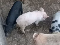 猪（批次，未指定性别）, Pigs — 照片 2