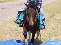 Hengst, Pinto horses — Foto 5