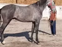 Horse (M), Horse breed — photo 2