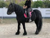 Hengst, Fell pony — Foto 3