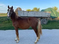 Mare, Horses — photo 2