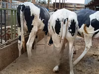 母牛, Holstein breed — 照片 1