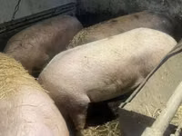 Cerdos (lote, sexo no especificado), Cerdos — foto 2