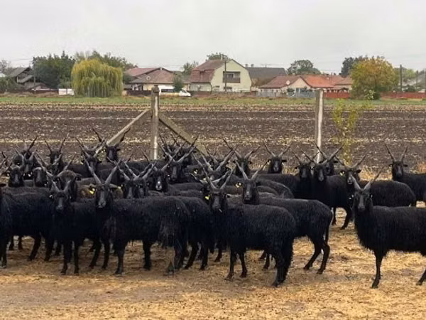 भेड़ें (लॉट, लिंग निर्दिष्ट नहीं), Racka sheep