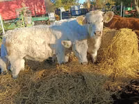Kuh, Charolais cattle — Foto 2