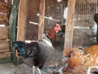 Shamo chickens — photo 7