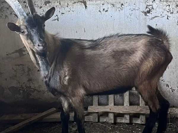 Козёл, Оберхасли коза