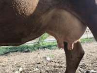Cow, Alatau breed — photo 1
