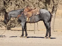 Horse (M), Quarter Horse — photo 6