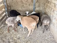 Ram, Sheep — photo 3