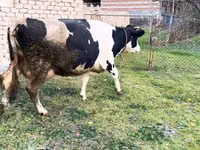 بقرة, Russian Black pied cattle — الصورة 1