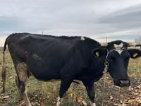 Vaca, Russian Black pied cattle — foto 2