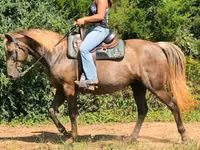 Mare, Kentucky mountain daddle horse — photo 8