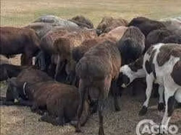 Sheep (batch, sex not specified), Karakul sheep