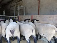Schaf, White Suffolk sheep — Foto 2