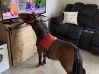 公马, Miniature horse — 照片 4