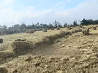 Boma Rhodes Hay - Very Clean and Fresh — Foto 1