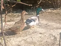 Ducks — الصورة 3