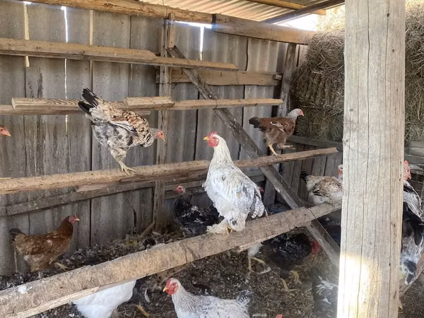 Chickens