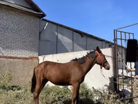 Caballo, Anglo-Arabian — foto 6