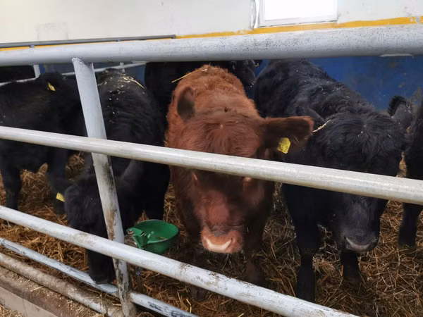 公牛, Aberdeen-Angus
