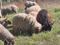 Ram, Racka sheep — photo 1