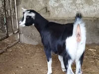 Goat, Alpine goat — photo 6