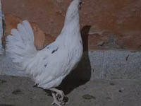 Chickens — photo 1