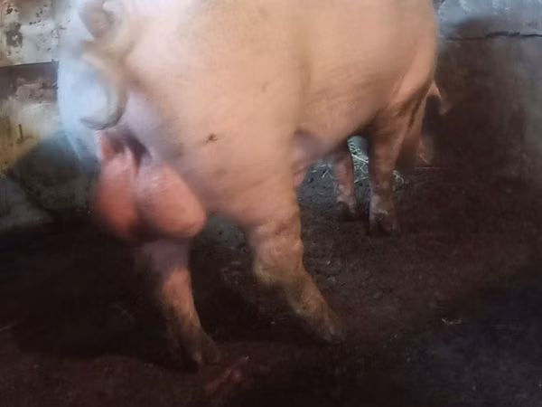 Boar, 