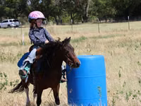 Hengst, Pinto horses — Foto 3
