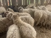 Schafe (Partie, Geschlecht nicht angegeben), Suffolk sheep — Foto 3
