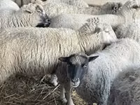 Schafe (Partie, Geschlecht nicht angegeben), Schafe — Foto 1