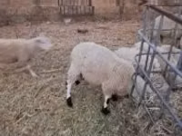 公羊, Cerry Hill sheep — 照片 1