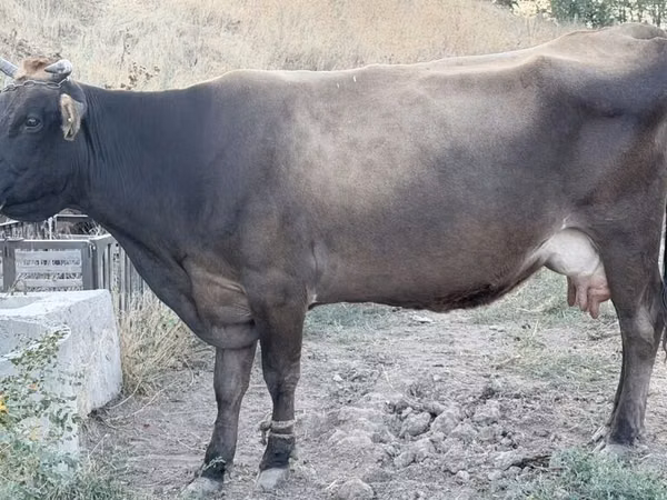 Kuh, Ukrainian Brown Dairy Cattle