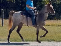 حصان, Rocky Mountain Horse — الصورة 8