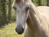 حصان, Kentucky mountain daddle horse — الصورة 4