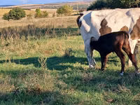 Cow, Simmental cattle — photo 1