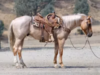 Hengst, Quarter Horse — Foto 3