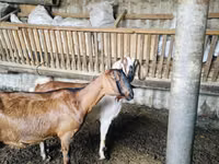 बकरी, Nubian Goat — फ़ोटो 2