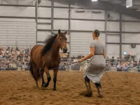 Stute, Friesian — Foto 8