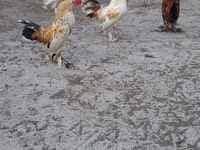 Bantam japonesa — foto 2