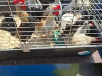 Bantam holandés — foto 1