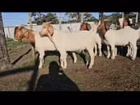 ماعز (دفعة، الجنس غير محدد), Boer goat — الصورة 1