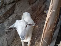 Billy Goat, Goats — photo 4