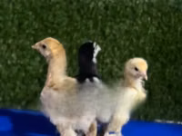 Brahma — foto 2