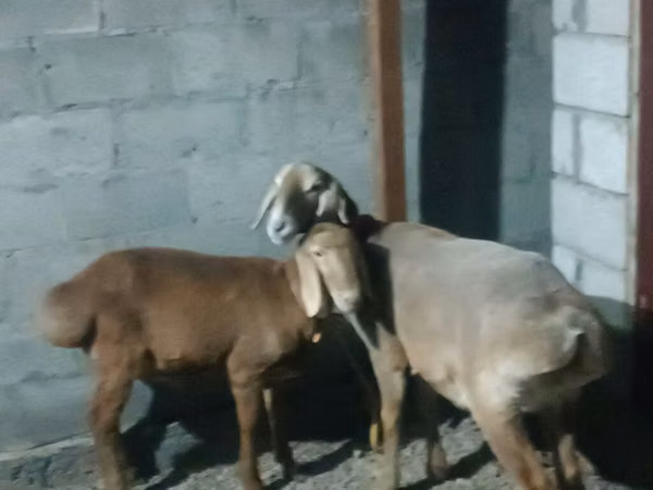 نعجة, Rhon sheep