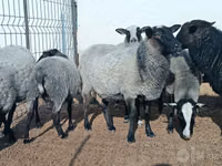 भेड़ें (लॉट, लिंग निर्दिष्ट नहीं), Romanov sheep — फ़ोटो 1