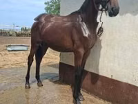 घोड़ा, Nonius horse — फ़ोटो 2